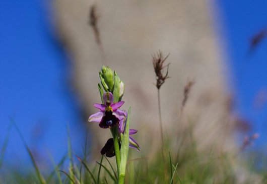 L'accueil de Bertille